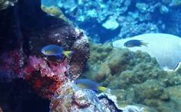 Image of Blacktail chromis