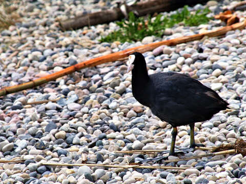 Image of Common Coot