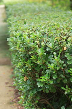 Image de Pittosporum tobira (Murray) Aiton fil.