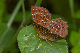 Image of Zemeros flegyas Cramer 1780