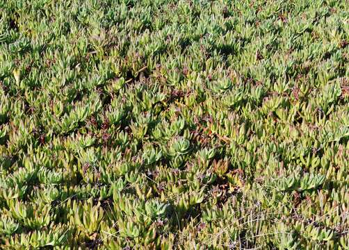 Imagem de Carpobrotus edulis (L.) N. E. Br.