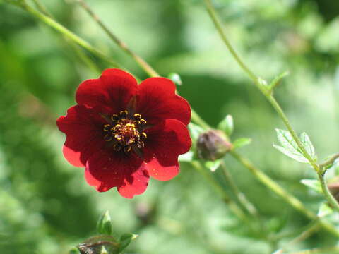 Image of ruby cinquefoil