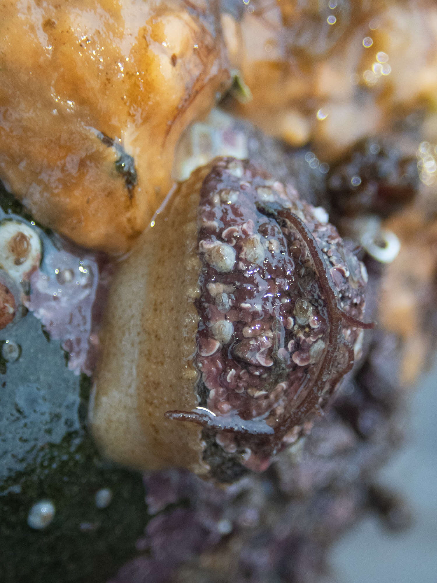 Image of Common Keyhole Limpet