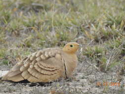 Image of Chestnut-bellied Sandgrouse