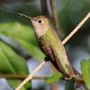 Image of Tumbes Hummingbird