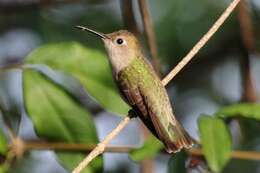 Image of Tumbes Hummingbird