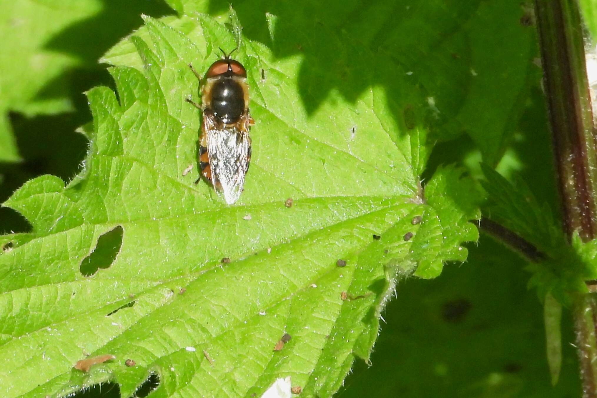 Image of Odontomyia ornata (Meigen 1822)