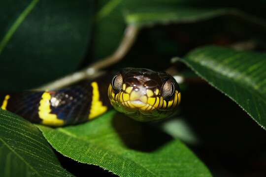 Image of Gold-ringed Cat snake