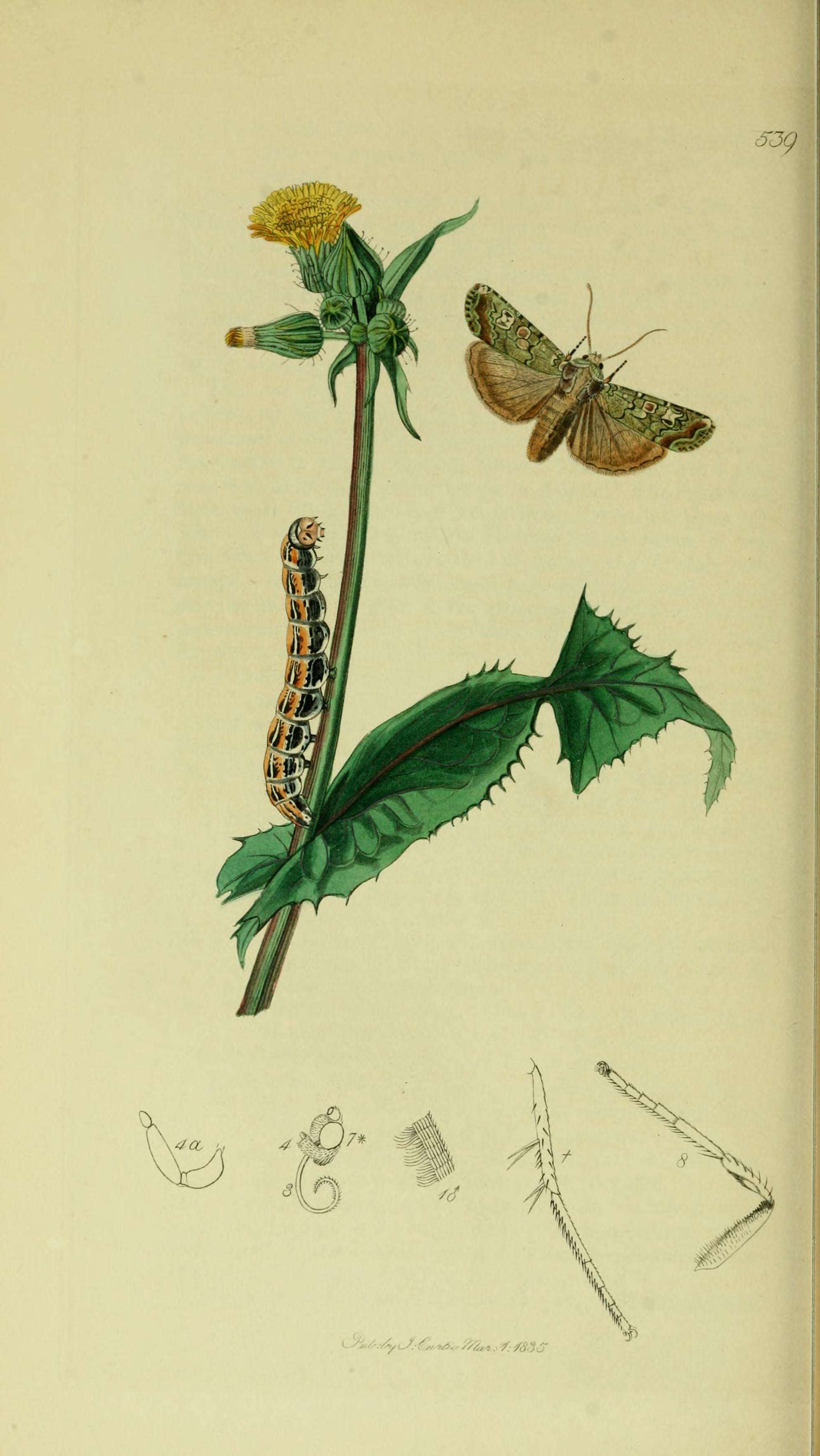 Image of portland moth
