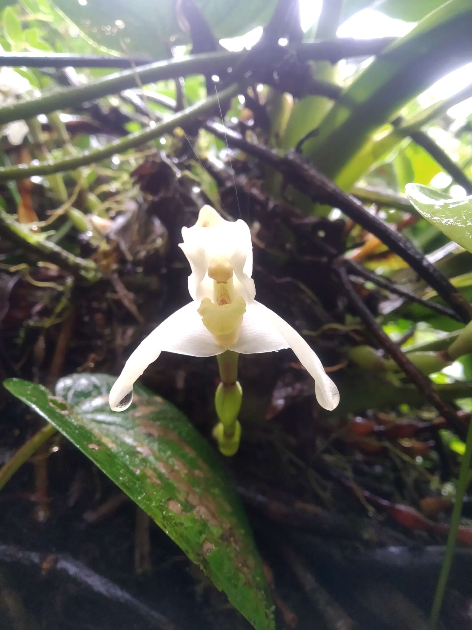 Image of Maxillaria grayi Dodson