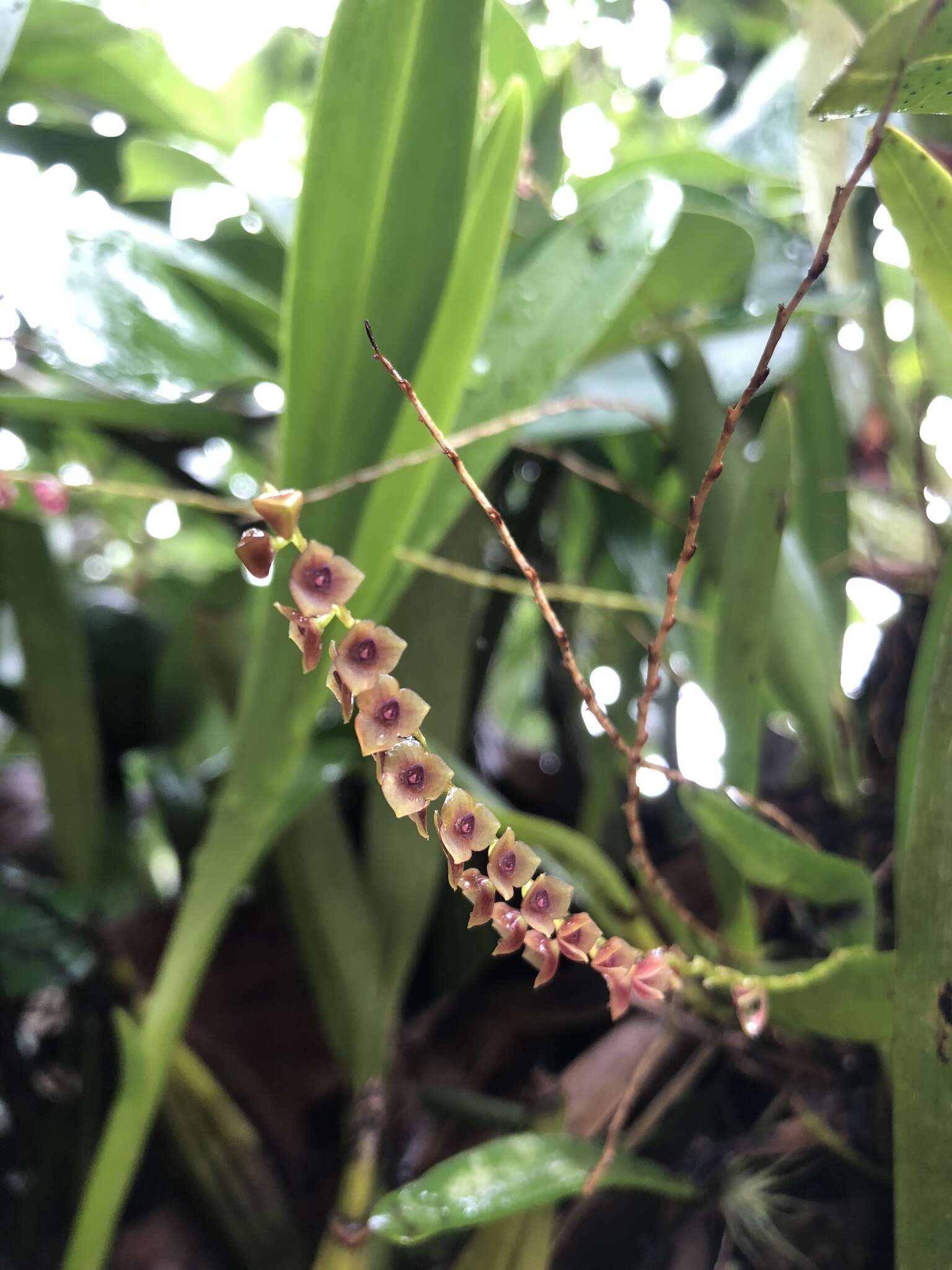 Image de Stelis purpurascens A. Rich. & Galeotti