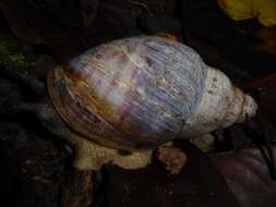 صورة Archachatina bicarinata