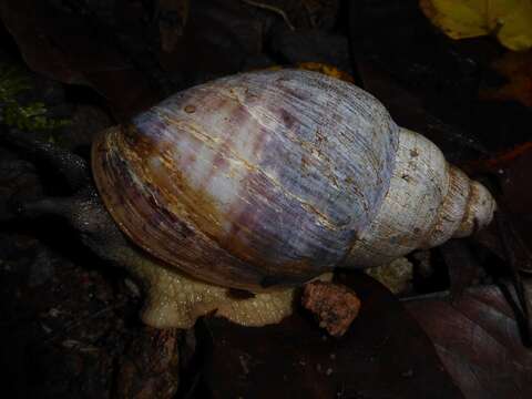 Image de Archachatina bicarinata