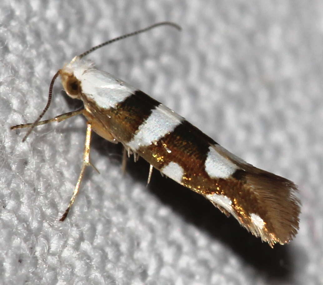 Image of Argyresthia brockeella Hübner 1805