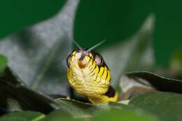 Image of Gold-ringed Cat snake