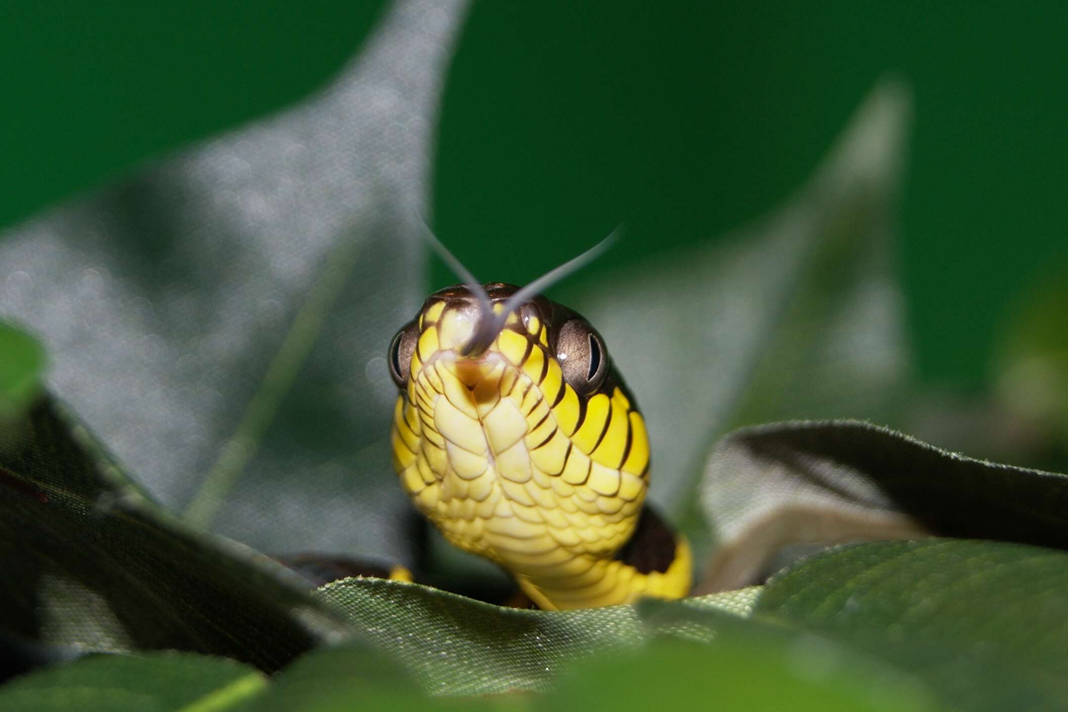 Image of Gold-ringed Cat snake