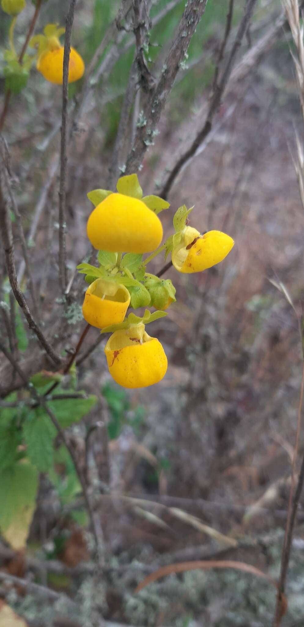 Image of Calceolaria collina Phil.