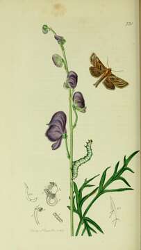 Image of Euchalcia variabilis Piller 1783