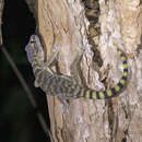 Image of Giant Cave Gecko