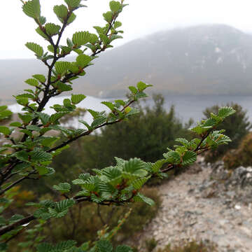 Imagem de Nothofagus gunnii (Hook. fil.) Oerst.