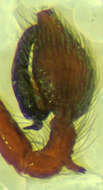 Image of Dictyna major Menge 1869