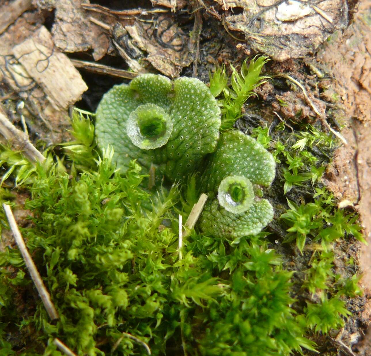 Image of common liverwort