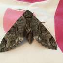 Image of Australasian Privet Hawkmoth