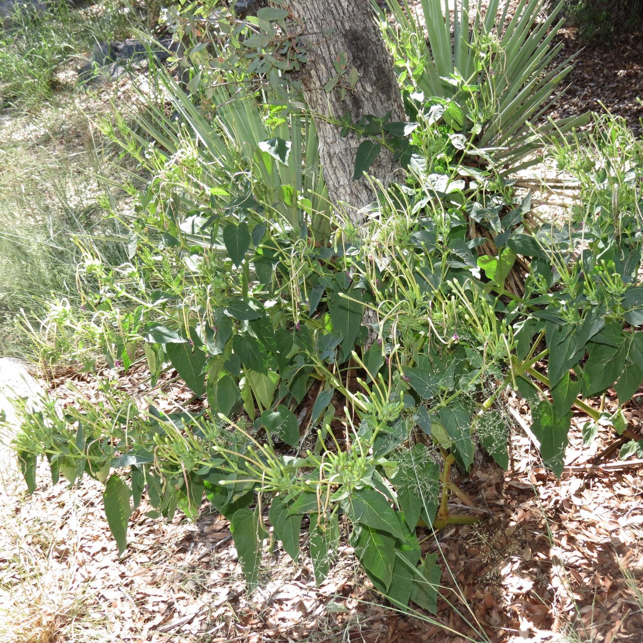 长筒紫茉莉的圖片