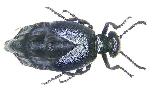 Meloe brevicollis resmi