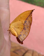 Image of Tropical American Silkworm Moth