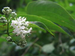 Image de Heptacodium