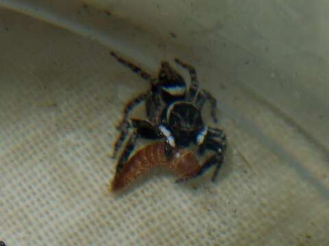 Image of Black carpet beetle