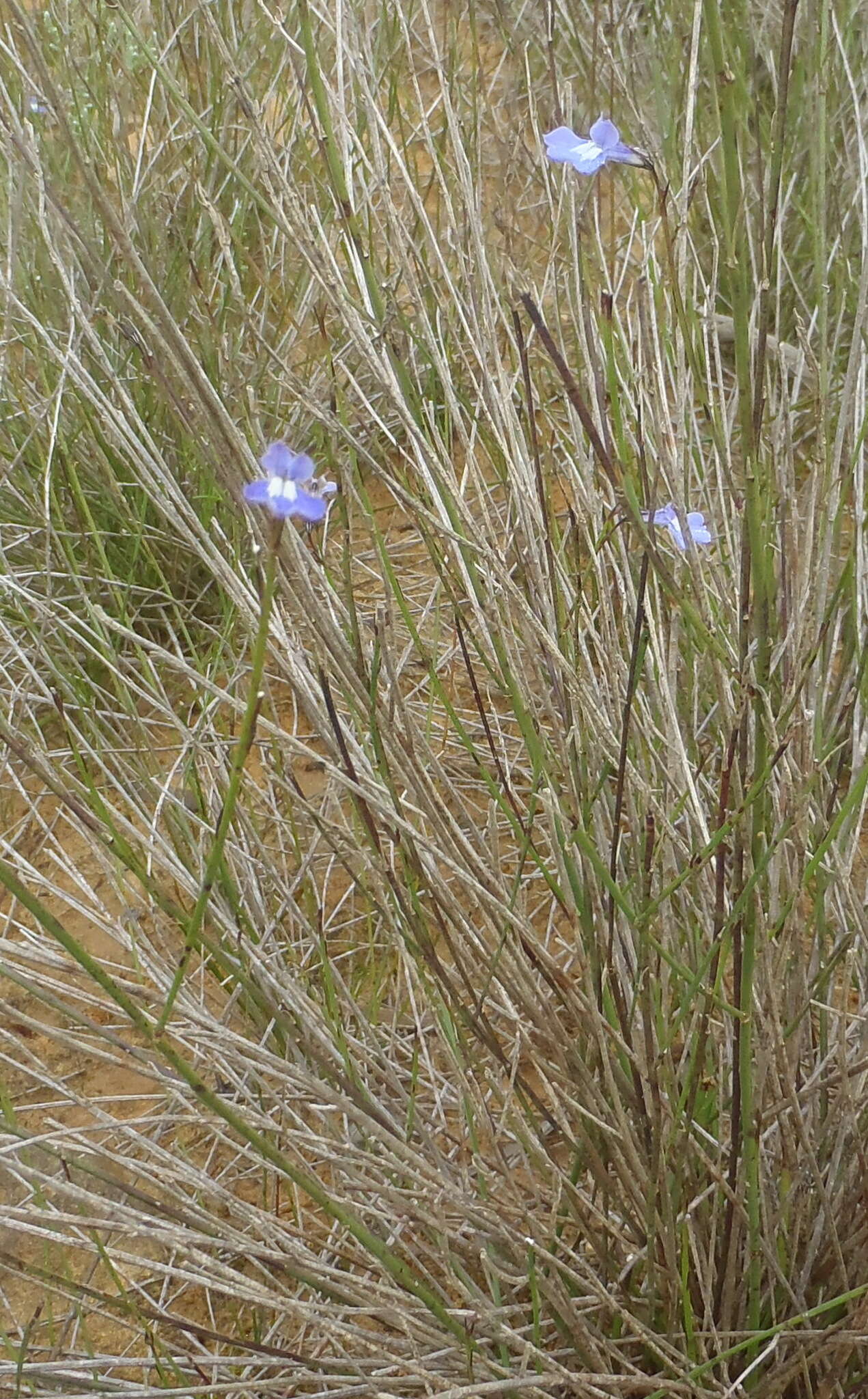 Image of Lobelia capillifolia (C. Presl) A. DC.