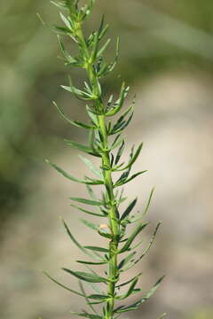 Image of Tetraselago natalensis (Rolfe) Junell