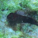 Image of Red-head Blenny