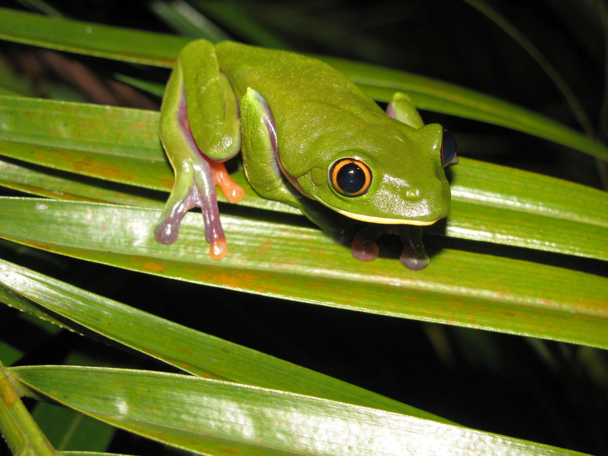 Image of blue-sided leaf frog