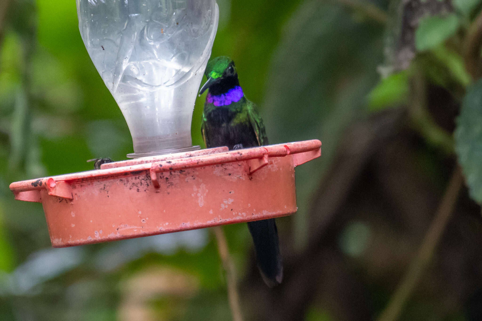 Campylopterus villaviscensio (Bourcier 1851) resmi