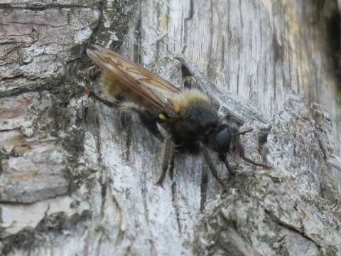 Image of Laphria flava (Linnaeus 1761)