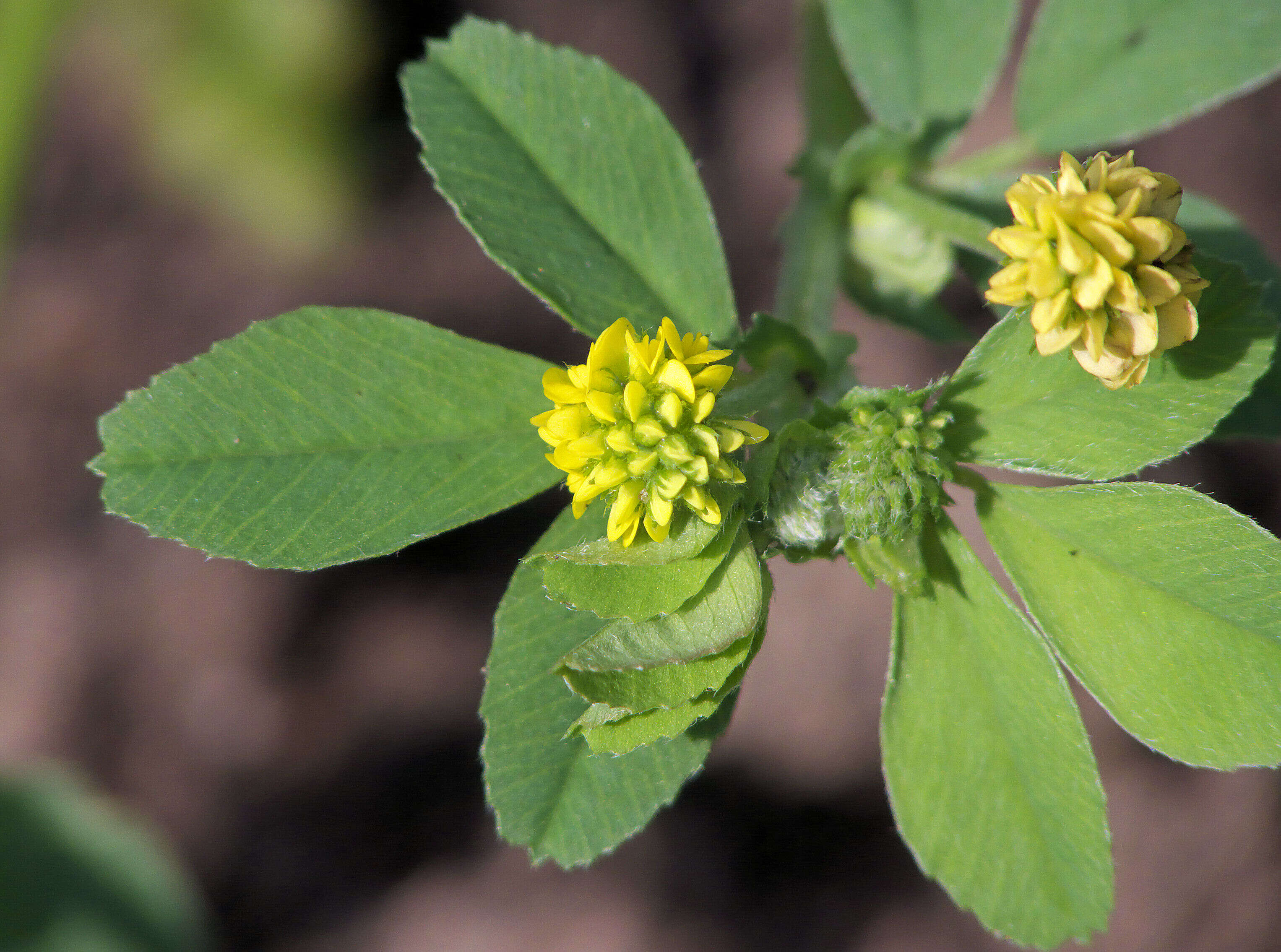 Image of black medick