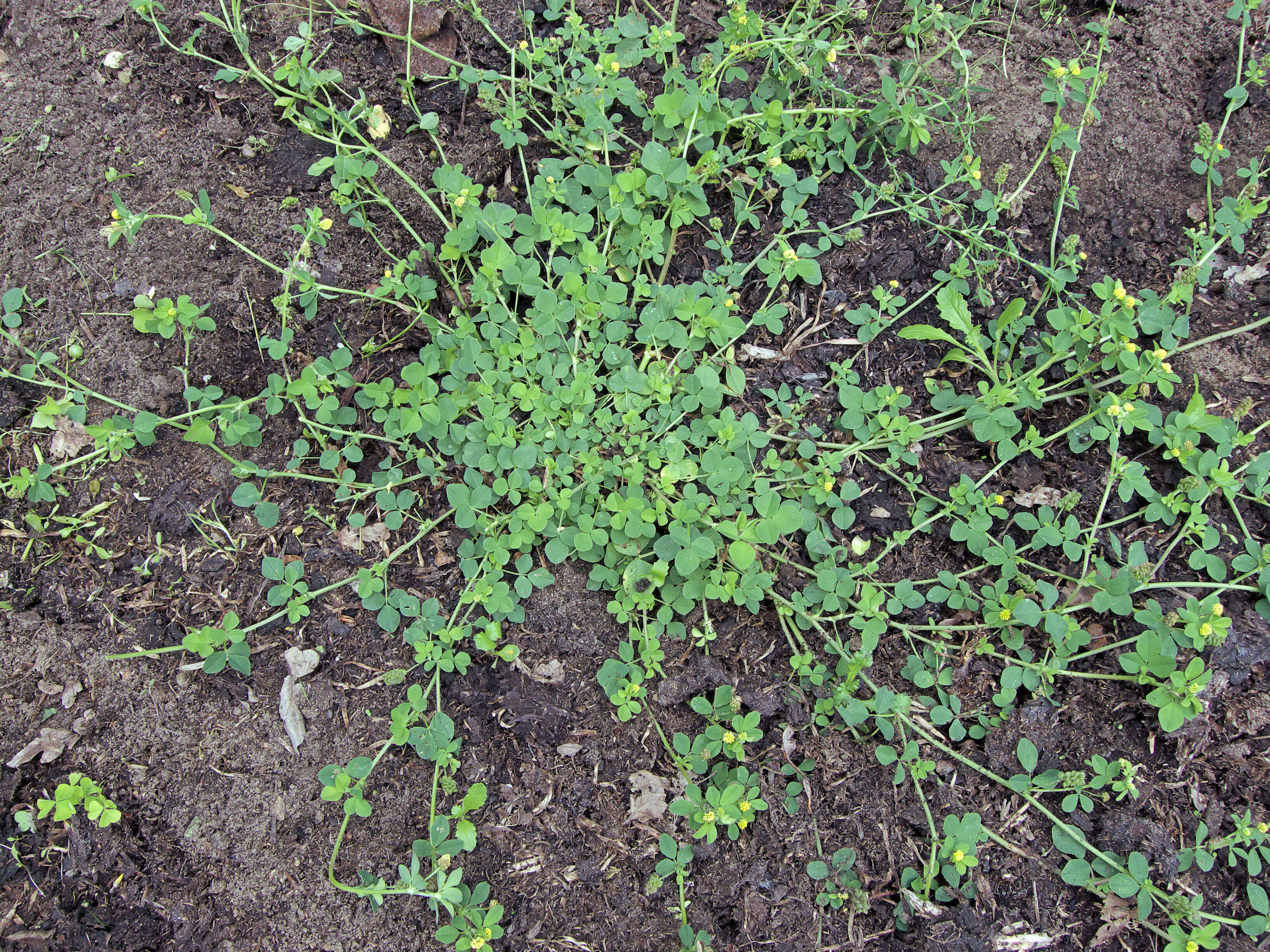 Image of black medick