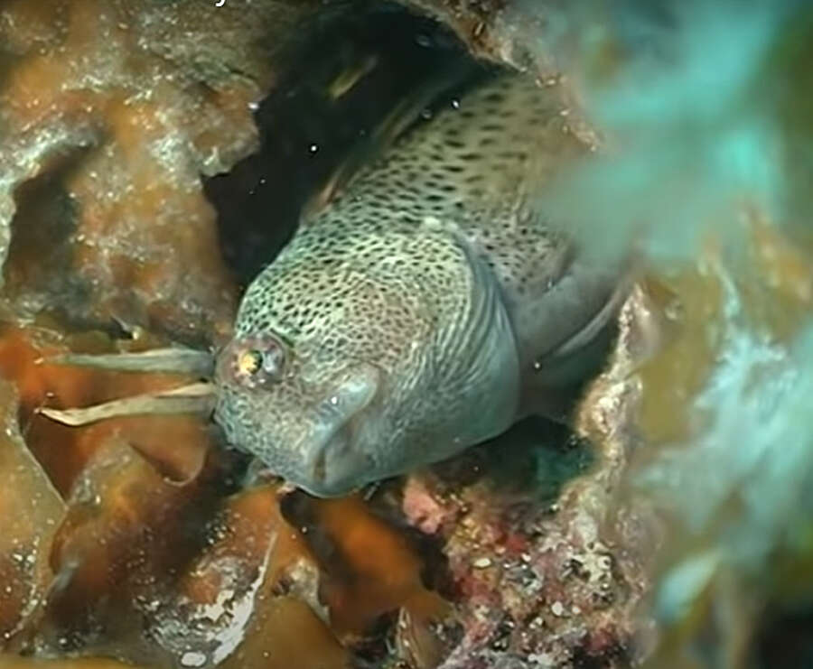 Image of Tentacled Blenny