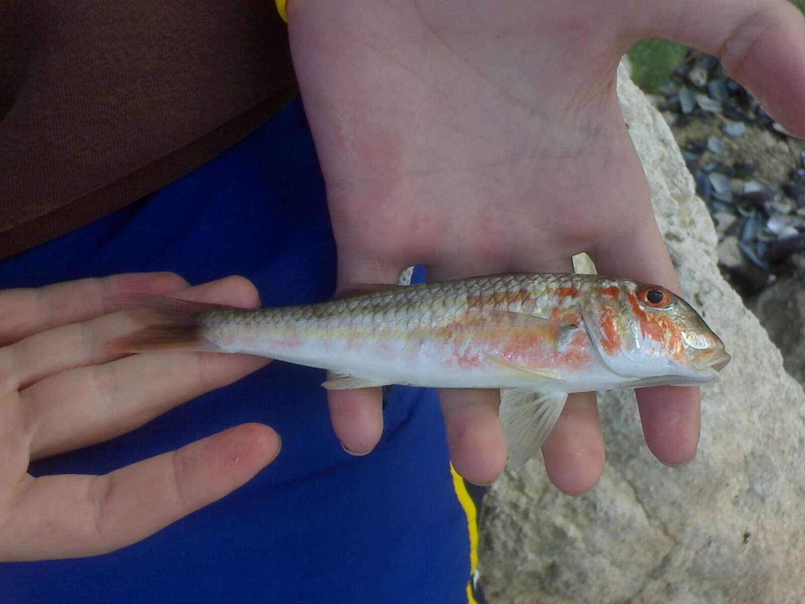 Image of Blunt-snouted Mullet