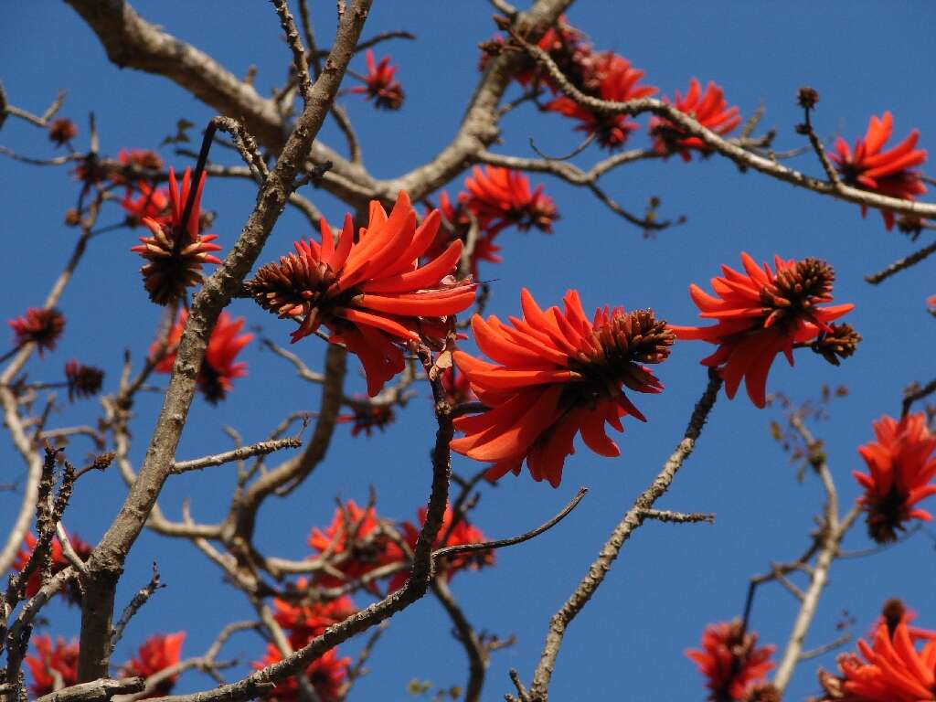 Image of Common Coral tree