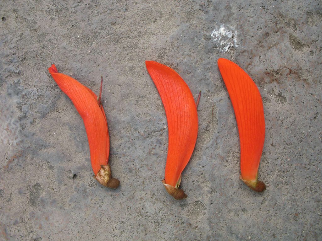 Image of Common Coral tree