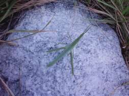 Image of Chinese Grasshopper