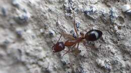 Image of Camponotus nylanderi Emery 1921