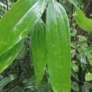 Sivun Cinnamomum malabatrum (Burm. fil.) Presl kuva