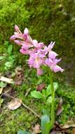 Orchis colemanii Cortesi的圖片