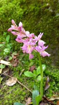 Image of Orchis colemanii Cortesi