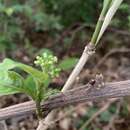 Image of thicket wild coffee